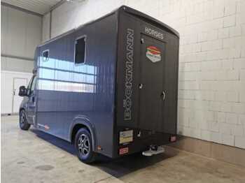 New Horse truck Fiat Böckmann Compact Stall LKW: picture 4