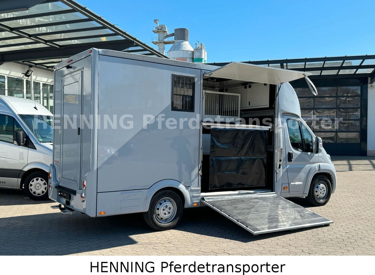 Citroën Jumper 3 - Sitzer *AUFBAU NEU* - Horse truck: picture 4 Citroën Jumper 3 - Sitzer *AUFBAU NEU* - Horse truck: picture 4