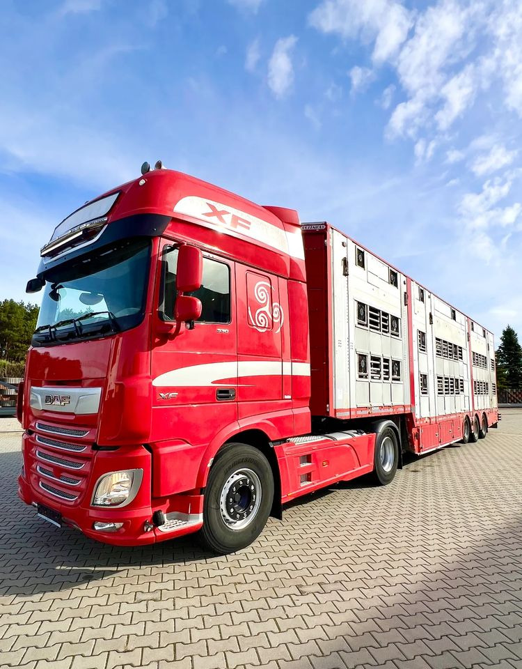 Livestock semi-trailer Pezzaioli NACZEPA  2017 / 3 POZIOMY / TRANSPORT ZWIERZĄT / HYDRAULIKA / STEROWANIE PILOTEM/ PODNOSZONY DACH /: picture 6