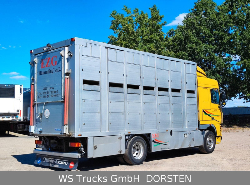 DAF XF410 Menke Doppelstock - Livestock truck: picture 5 DAF XF410 Menke Doppelstock - Livestock truck: picture 5